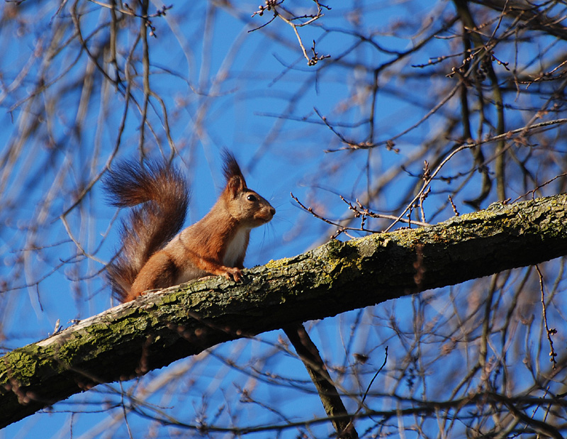 Sciurus vulgaris. Modena